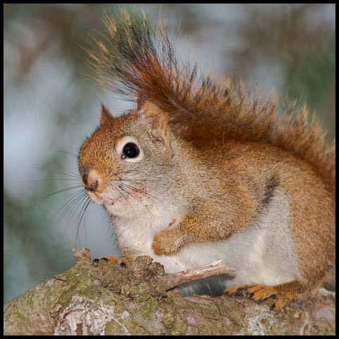 American Red Squirrel