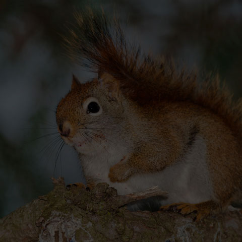 American Red Squirrel