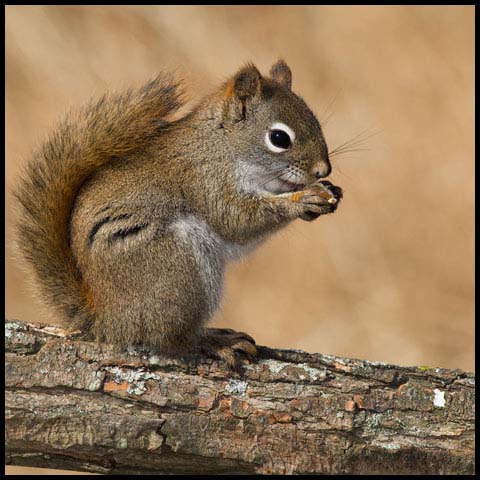 American Red Squirrel