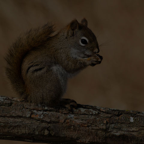 American Red Squirrel