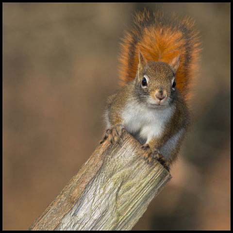 American Red Squirrel