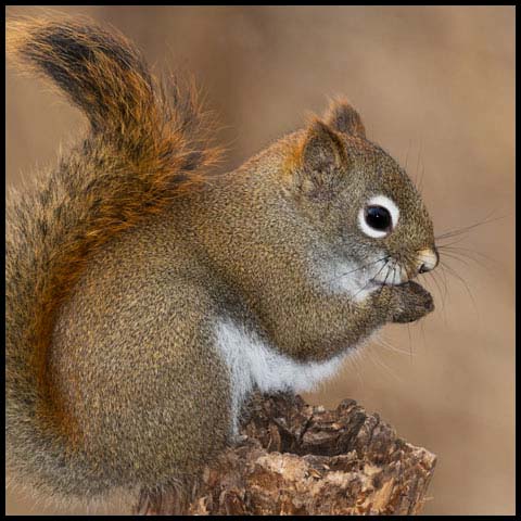 American Red Squirrel