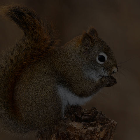 American Red Squirrel