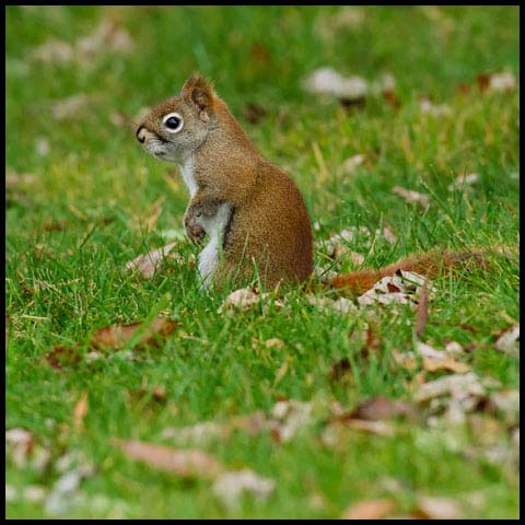 American Red Squirrel