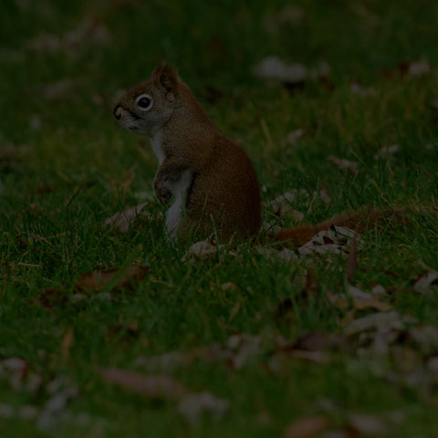 American Red Squirrel