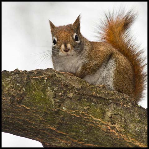 American Red Squirrel