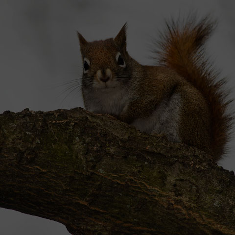 American Red Squirrel