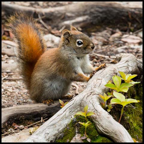 American Red Squirrel