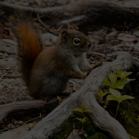 American Red Squirrel