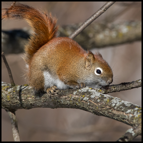 American Red Squirrel