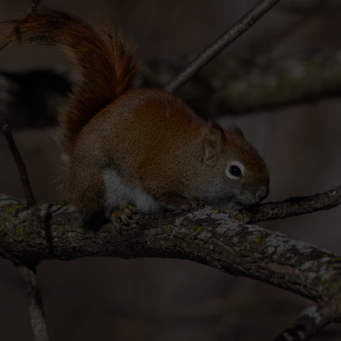 American Red Squirrel