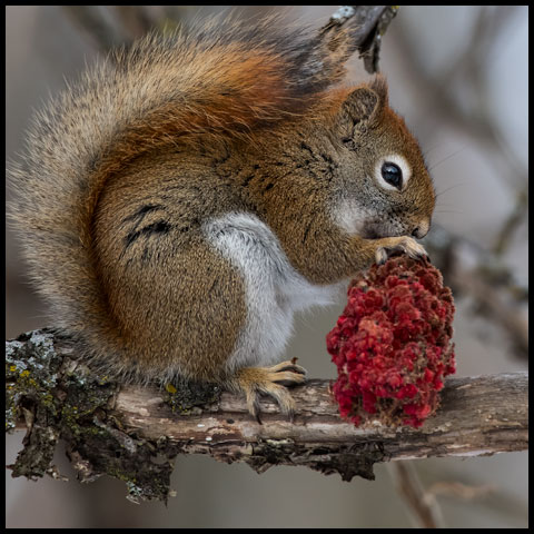 American Red Squirrel