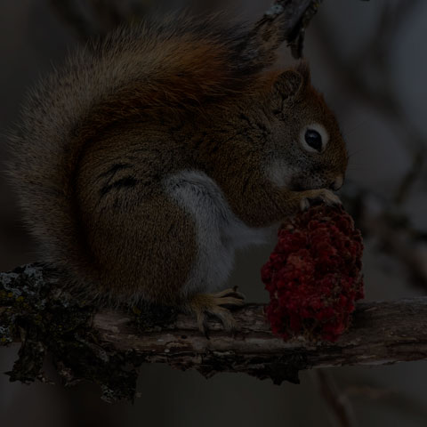 American Red Squirrel