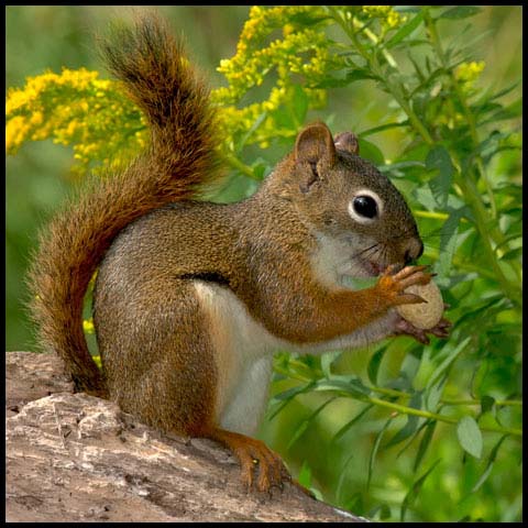 American Red Squirrel