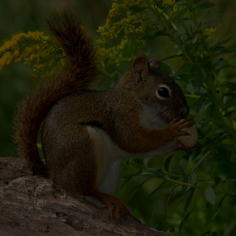 American Red Squirrel