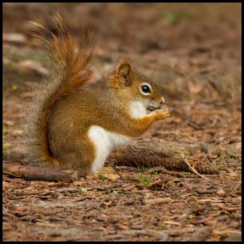 American Red Squirrel