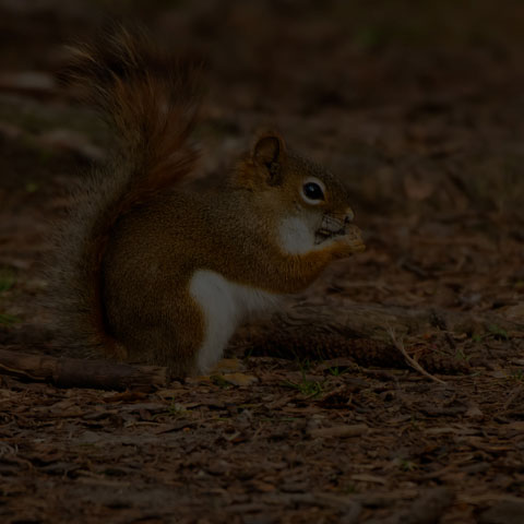 American Red Squirrel