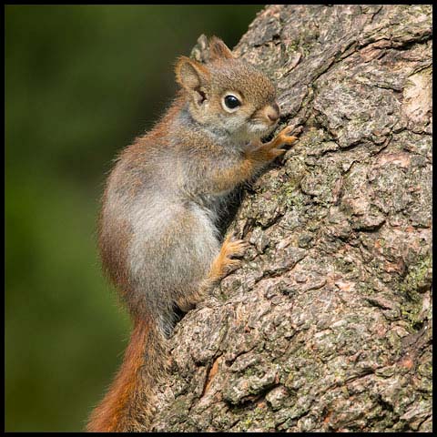 American Red Squirrel