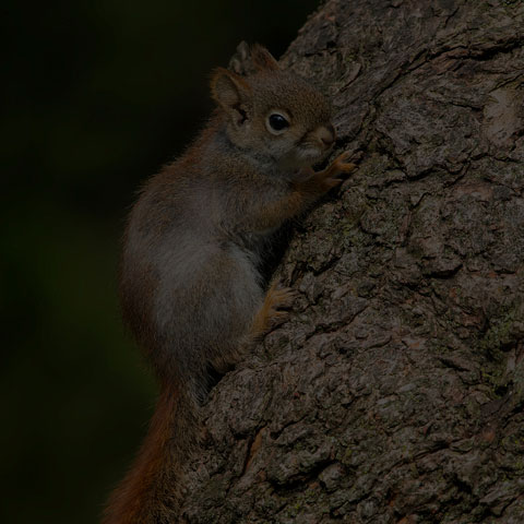 American Red Squirrel