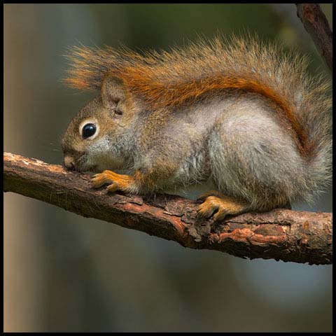 American Red Squirrel