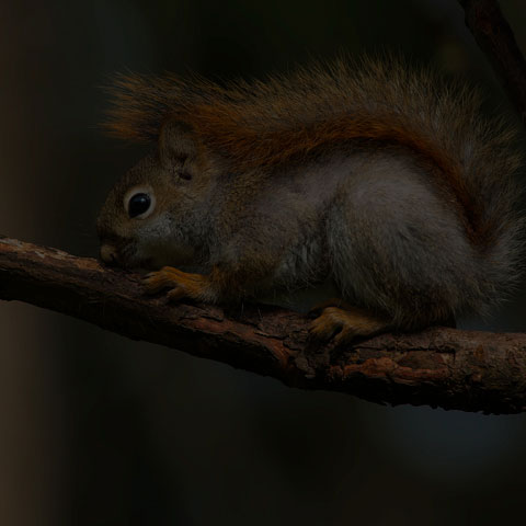 American Red Squirrel