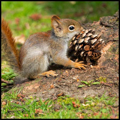 American Red Squirrel