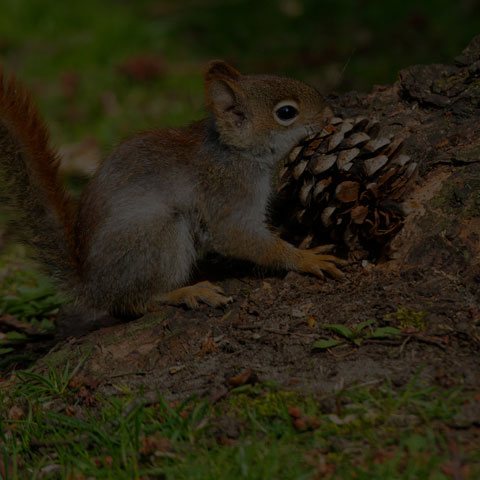 American Red Squirrel