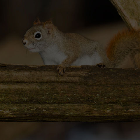 American Red Squirrel