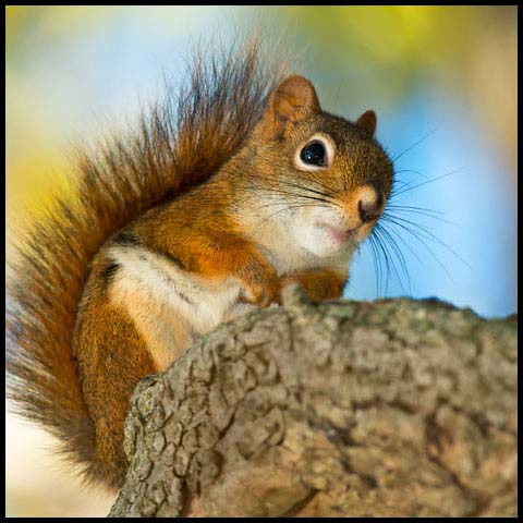 American Red Squirrel