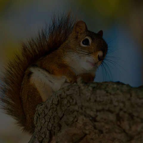 American Red Squirrel