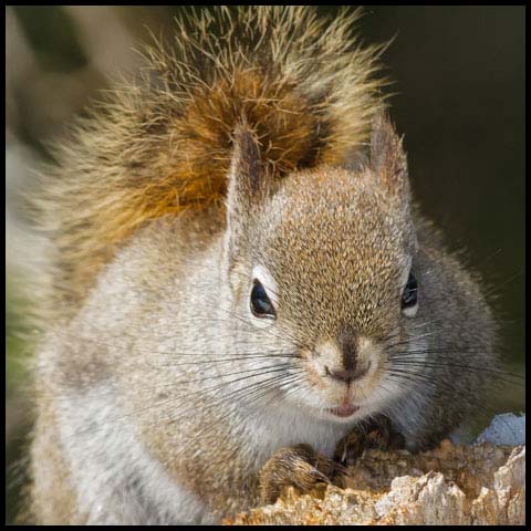 American Red Squirrel