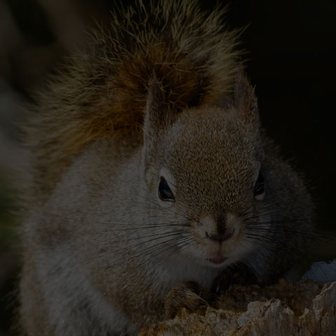 American Red Squirrel