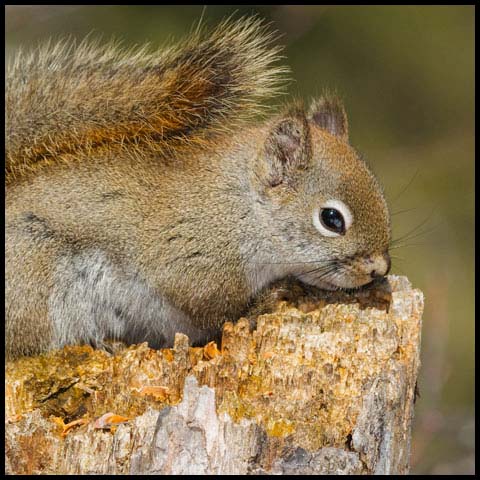 American Red Squirrel