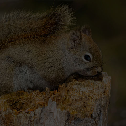 American Red Squirrel