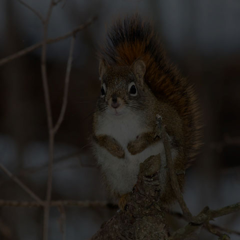 American Red Squirrel