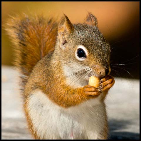 American Red Squirrel