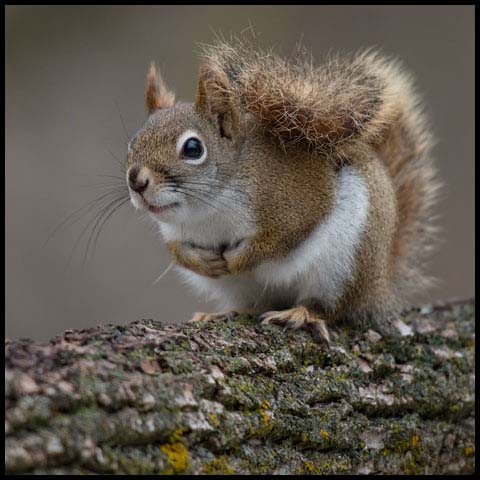 American Red Squirrel