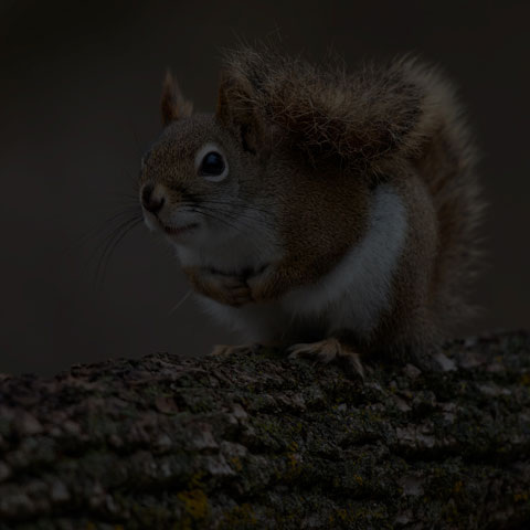 American Red Squirrel