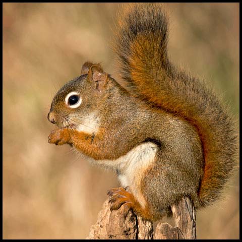 American Red Squirrel