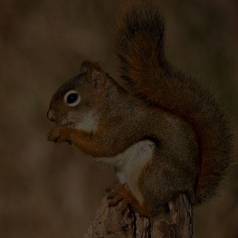 American Red Squirrel