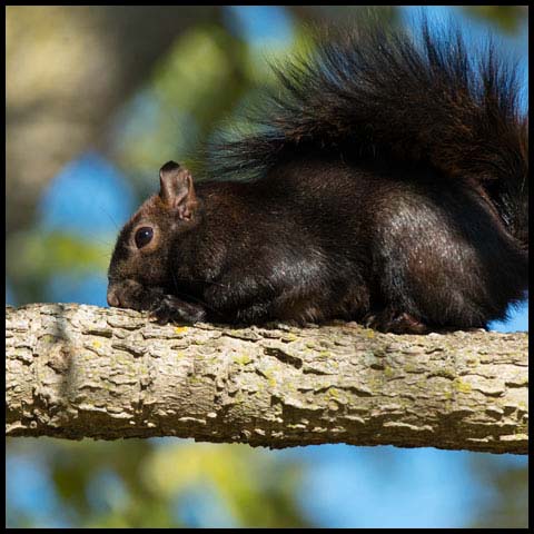 Black Squirrel