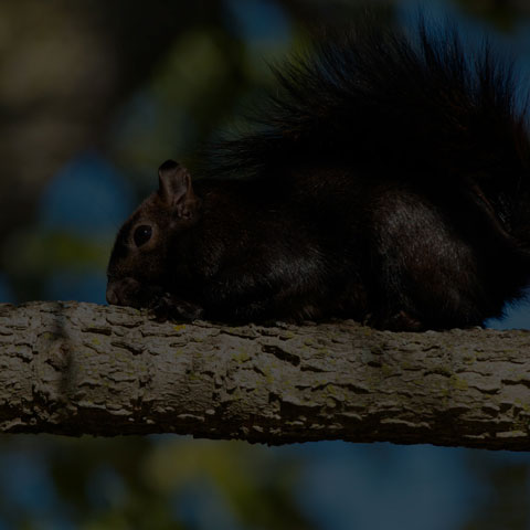 Black Squirrel