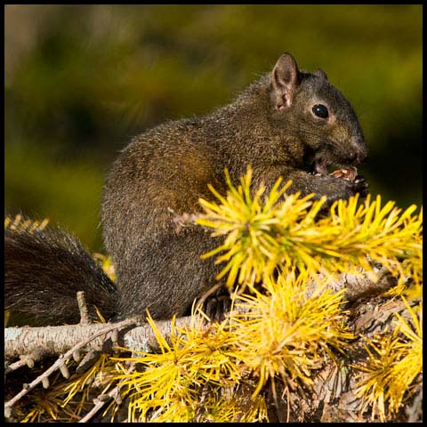 Black Squirrel