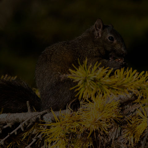 Black Squirrel