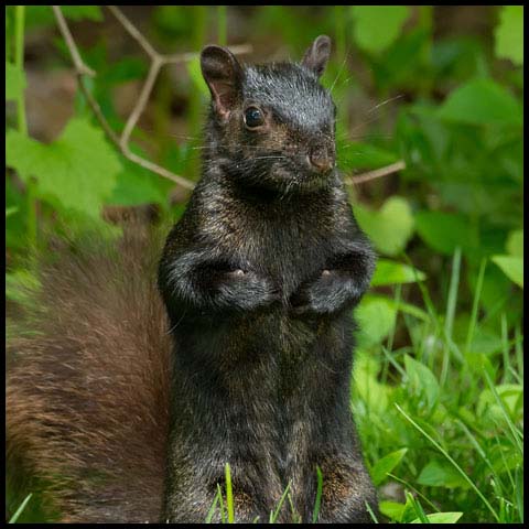 Black Squirrel