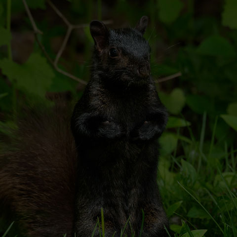 Black Squirrel