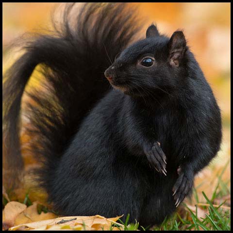 Black Squirrel