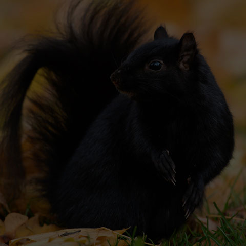 Black Squirrel