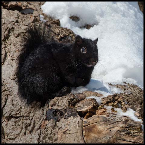 Black Squirrel