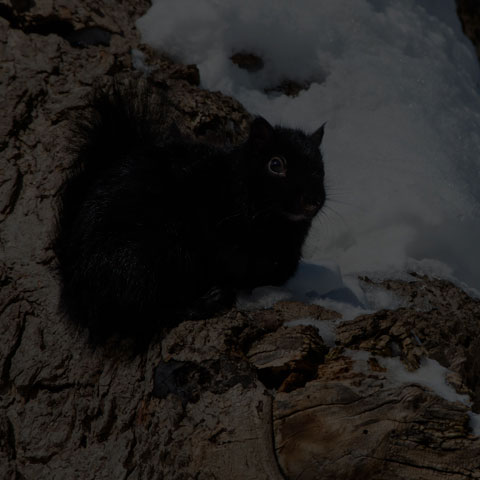 Black Squirrel